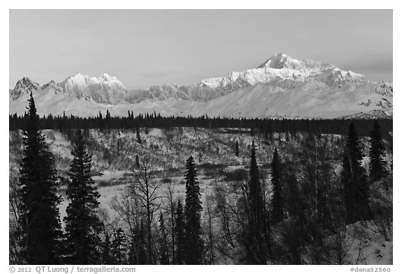 Alaska range peaks rising above forest at sunrise. Denali National Park, Alaska, USA.