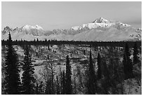 Alaska range peaks rising above forest at sunrise. Denali National Park ( black and white)