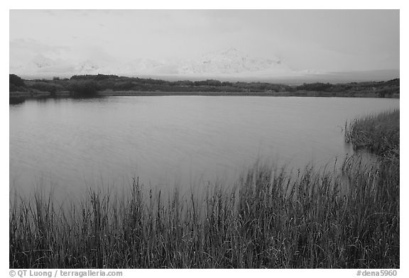 Mt McKinley in the fog from Reflection pond, dawn. Denali National Park, Alaska, USA.