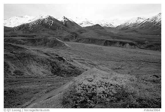 Alaska Range from Eielson. Denali National Park (black and white)