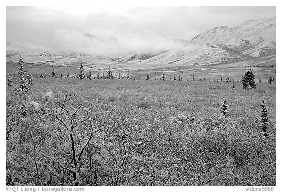 Fresh snow on berry plants near Savage River. Denali National Park, Alaska, USA.