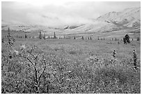 Fresh snow on berry plants near Savage River. Denali National Park, Alaska, USA. (black and white)