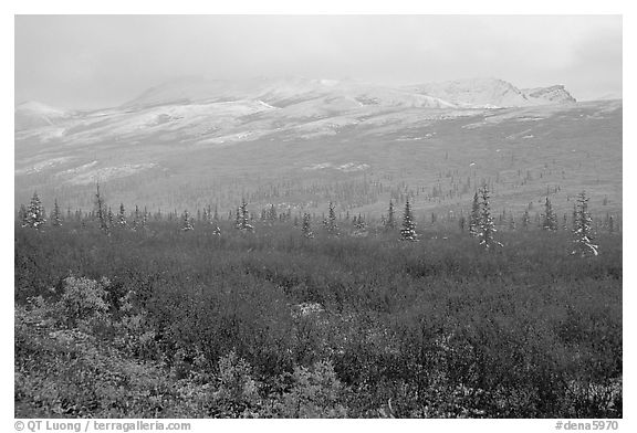 Fog and fresh snow on tundra near Savage River. Denali National Park, Alaska, USA.