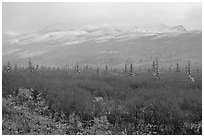 Fog and fresh snow on tundra near Savage River. Denali National Park, Alaska, USA. (black and white)