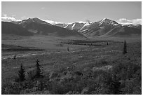 Tundra in autumn and Alaska Range. Denali National Park ( black and white)