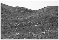 Dall sheep and ridge. Denali National Park ( black and white)