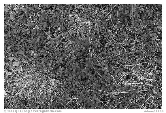 Close up of grasses and berries. Denali National Park (black and white)