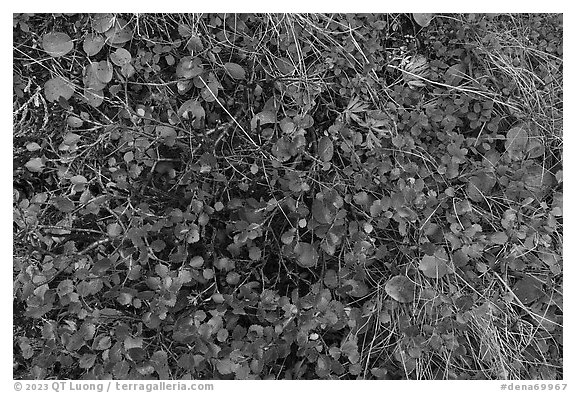 Close up of ground leaves. Denali National Park (black and white)