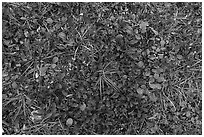 Close up of berry plants. Denali National Park ( black and white)