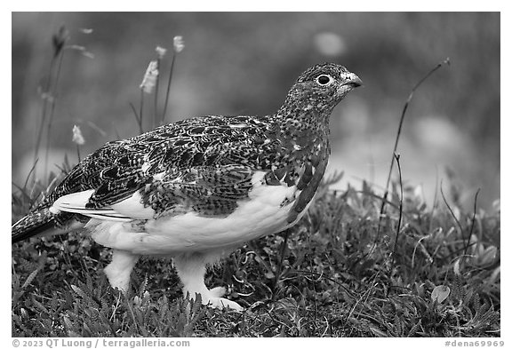Ptarmigan bird. Denali National Park (black and white)