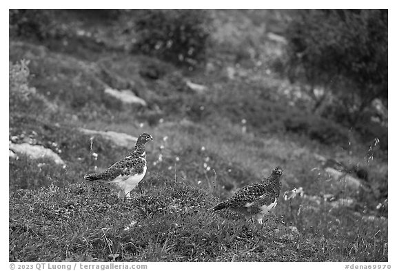 Two Ptarmigan birds. Denali National Park (black and white)