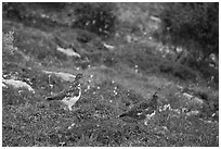 Two Ptarmigan birds. Denali National Park ( black and white)