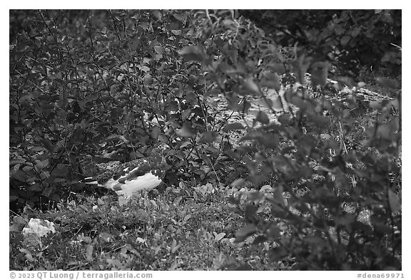 Ptarmigan among shrubs. Denali National Park (black and white)
