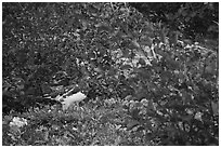 Ptarmigan among shrubs. Denali National Park ( black and white)