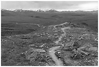 Savage Alpine Trail. Denali National Park ( black and white)