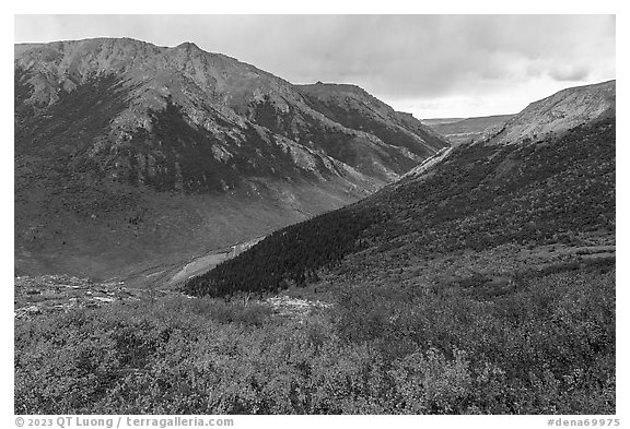 Berry plants and Savage River Valley in autumn. Denali National Park (black and white)