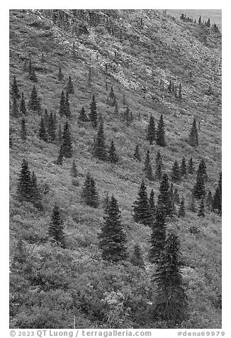 Spruce trees on slope. Denali National Park (black and white)