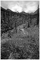 Berry plants in fall color and Arrigetch creek. Gates of the Arctic National Park, Alaska, USA. (black and white)