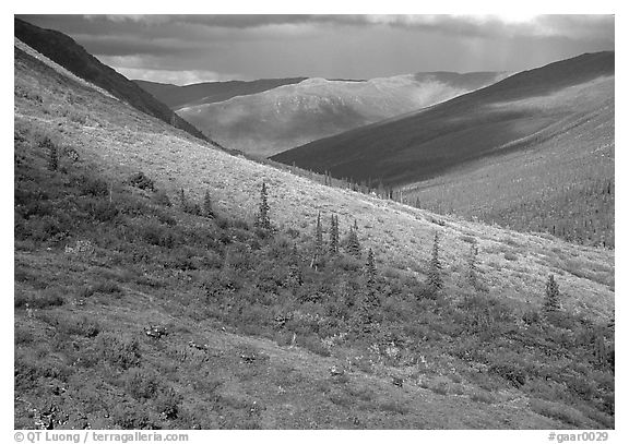 Arrigetch valley with caribou. Gates of the Arctic National Park, Alaska, USA.