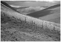 Arrigetch valley with caribou. Gates of the Arctic National Park ( black and white)