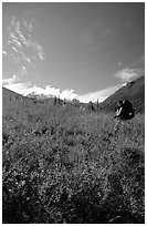 Backpacker in the tundra at the entrance of Arrigetch Creek. Gates of the Arctic National Park, Alaska (black and white)