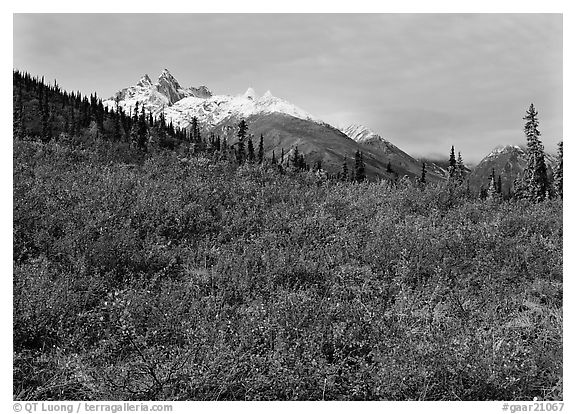 Red tundra shrubs and Arrigetch Peaks in the distance. Gates of the Arctic National Park, Alaska, USA.