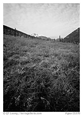 Tundra tussocks and Arrigetch Peaks in the distance. Gates of the Arctic National Park, Alaska, USA.