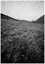 Tundra tussocks and Arrigetch Peaks in the distance. Gates of the Arctic National Park, Alaska, USA. (black and white)