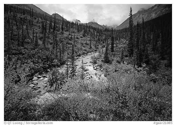 Bright berry leaves, boreal forest, Arrigetch Creek. Gates of the Arctic National Park, Alaska, USA.