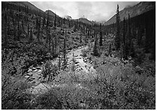 Bright berry leaves, boreal forest, Arrigetch Creek. Gates of the Arctic National Park ( black and white)