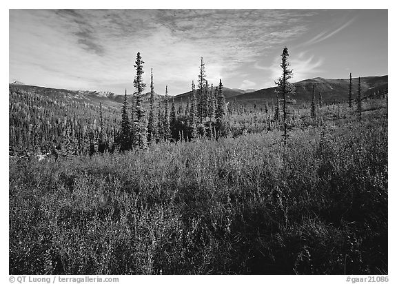 Black Spruce and berry plants in autumn foliage, Alatna Valley. Gates of the Arctic National Park (black and white)