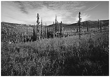 Black Spruce and berry plants in autumn foliage, Alatna Valley. Gates of the Arctic National Park, Alaska, USA. (black and white)