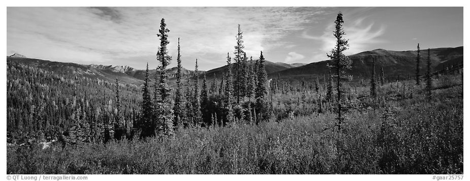 Mountain landscape with berry plants in fall colors, forest, and snow-dusted peaks. Gates of the Arctic National Park (black and white)