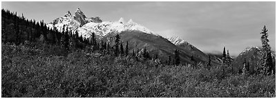 Taiga landscape in the fall. Gates of the Arctic National Park (Panoramic black and white)
