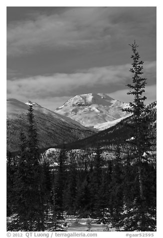 Forest and snowy Brooks Range mountains. Gates of the Arctic National Park (black and white)