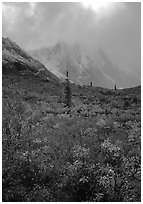 Tundra and Arrigetch Peaks in fog. Gates of the Arctic National Park, Alaska, USA. (black and white)