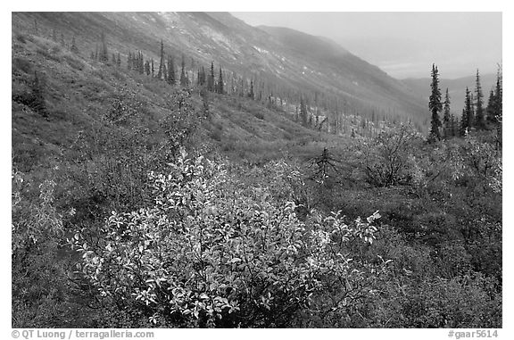 Arrigetch Valley in autumn. Gates of the Arctic National Park (black and white)