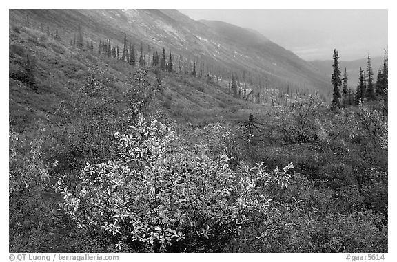 Arrigetch Valley in autumn. Gates of the Arctic National Park, Alaska, USA.