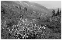 Arrigetch Valley in autumn. Gates of the Arctic National Park, Alaska, USA. (black and white)