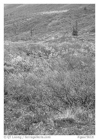 Tundra on mountain side in autumn. Gates of the Arctic National Park, Alaska, USA.