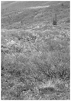 Tundra on mountain side in autumn. Gates of the Arctic National Park, Alaska, USA. (black and white)