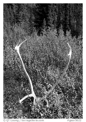 Caribou antlers. Gates of the Arctic National Park, Alaska, USA.