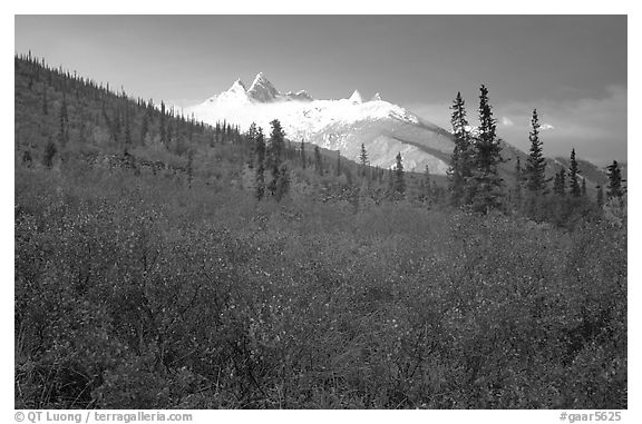 Arrigetch Peaks and tundra from Arrigetch Creek entrance, early morning. Gates of the Arctic National Park, Alaska, USA.