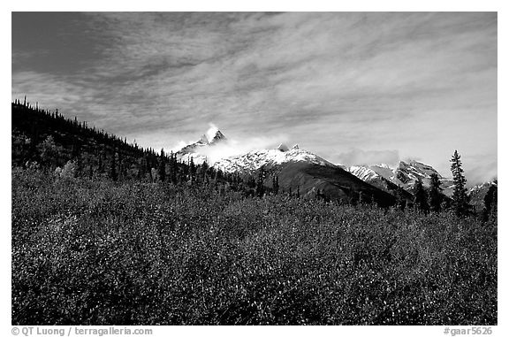 Arrigetch Peaks and tundra from Arrigetch Creek entrance, morning. Gates of the Arctic National Park, Alaska, USA.