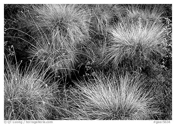 Tussocks. Gates of the Arctic National Park (black and white)