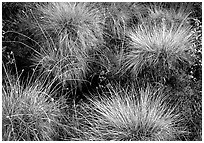 Tussocks. Gates of the Arctic National Park, Alaska, USA. (black and white)