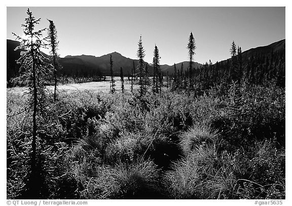 Tussocks near Circle Lake, Alatna River valley, early morning. Gates of the Arctic National Park, Alaska, USA.