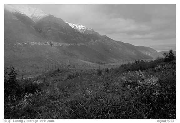 Shrubs and mountains in mist. Gates of the Arctic National Park, Alaska, USA.