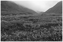 Berry plants and dwarf willow in autumn, Inukpasugruk Creek. Gates of the Arctic National Park ( black and white)