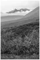 Willows and Soakpak Mountain in the rain. Gates of the Arctic National Park ( black and white)